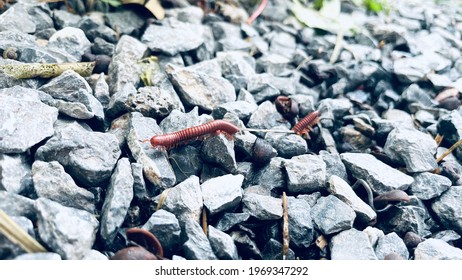 Millipede on Ground, Millipede, Accident Animal, Close up...... - Powered by Shutterstock