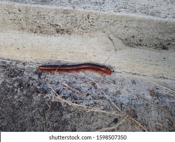 Millipede Walking On The Street Luge