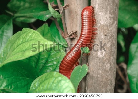 A millipede is walking on a tree.