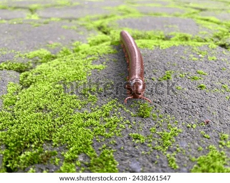 Millipedes belong to the phylum arthropods or animals with segmented legs. They live in humid places and are distributed throughout the world.