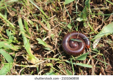 millipedes coiled on the grass as self-defense - Shutterstock ID 2101060858