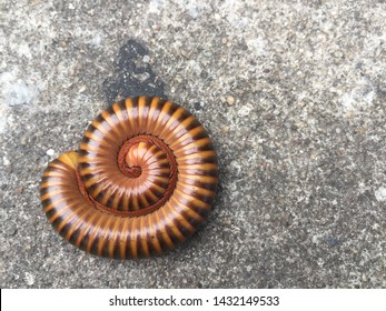 Millipedes, Curled Up In A Circle.