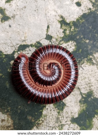 Millipedes (derived from Latin mille, 