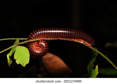 Millipedes (Diplopoda) On The Leaf