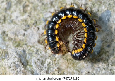 Millipedes Group Arthropods That Characterised By Stock Photo 787173190 ...