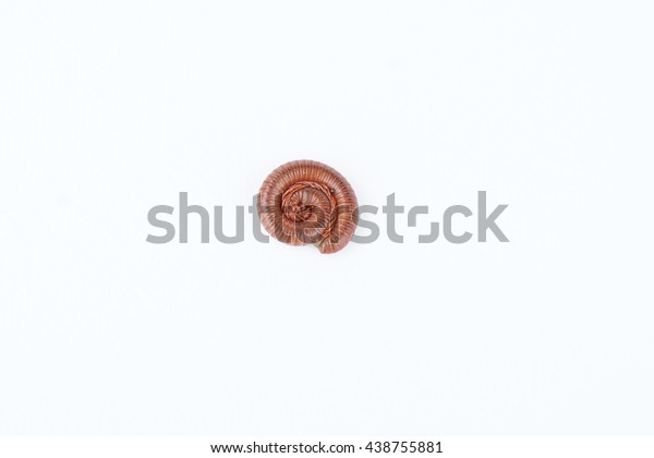 Millipedes are invertebrates with shells\
frozen. Body length is divided into segments The body hold together\
a pair of longitudinal elastic converge. You can curl up in a\
circle when\
disturbed.