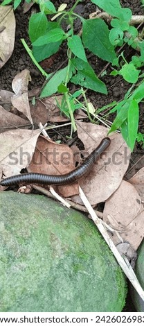 Millipedes, or often called centipedes, are arthropods that have long bodies with many segments and legs. They usually have antennae and claws at the end of their bodies.