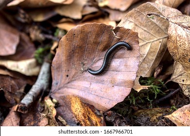 A Millipedes On A Leaf