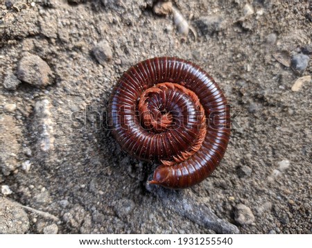 Millipedes are an order of invertebrates belonging to the phylum Arthropoda, class Myriapoda. The body of this animal is cylindrical, the number of segments is about 25-100, each segment has only one 