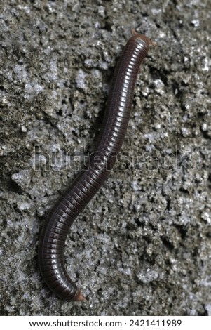 Millipedes are an order of invertebrates belonging to the phylum Arthropoda