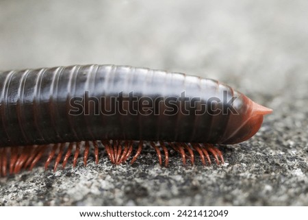 Millipedes are an order of invertebrates belonging to the phylum Arthropoda
