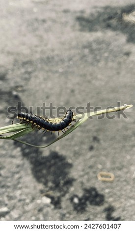 Millipedes are an order of invertebrates belonging to the phylum Arthropoda, class Myriapoda.