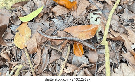 millipedes that walk on dry leaves