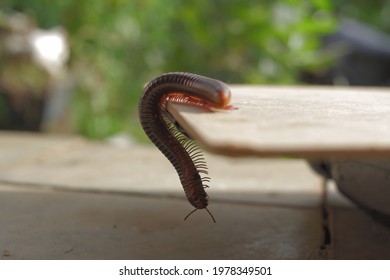 A Millipedes Walking In The Board