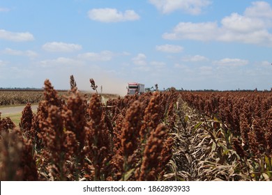 Milo Corn Harvest, Iowa Colony, Texas