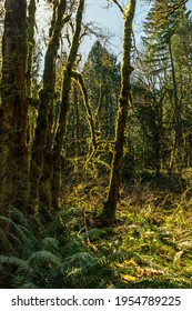 Milo Mclver State Park In Clackamas County, Oregon