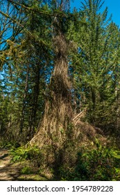 Milo Mclver State Park In Clackamas County, Oregon