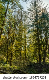 Milo Mclver State Park In Clackamas County, Oregon