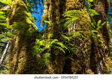 Milo Mclver State Park In Clackamas County, Oregon