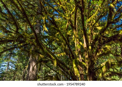 Milo Mclver State Park In Clackamas County, Oregon