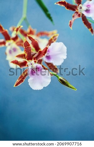 Miltonia Kismet Orchid flowers against a blue background. Selective focus with blurred foreground and background.