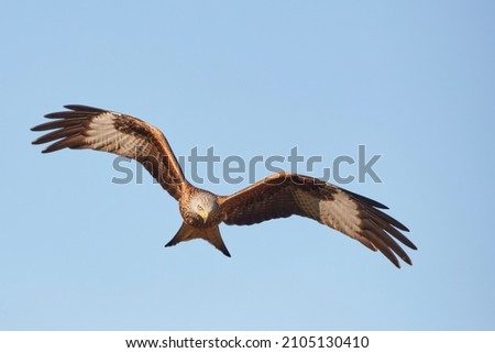 Milvus Milvus Kite in flight