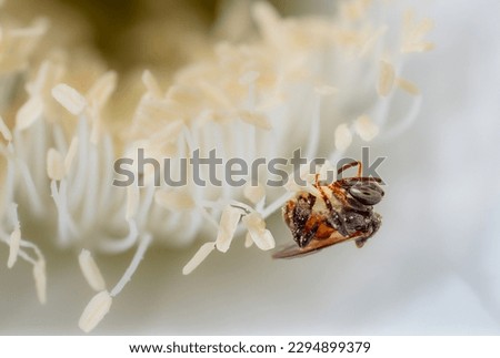 Mim or bee stinger is an insect type of a bee or wasp, but without a stinger. chasing pollen To keep it as nectar. Macro or close-up shot of a foraging insect.