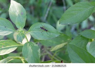 Mimegralla Albimana Or Stilt-Legged Flies From Lat Krabang, Bangkok, Thailand.