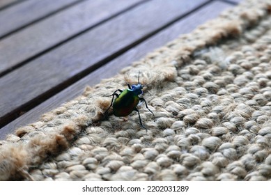 Mimela Junii,  Insect Belonging To Scarabaeidae Family