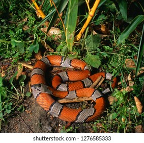 The Mimetic Kingsnake