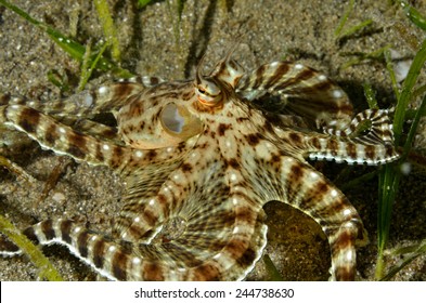 Mimic Octopus