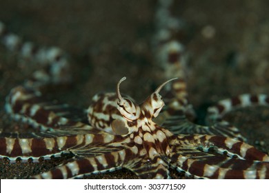 Mimic Octopus