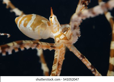 Mimic Octopus