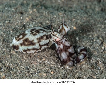 Mimic Octopus