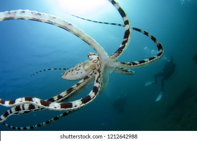 Mimic Octopus With Diver