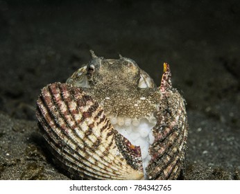 Mimic Octopus Indonesia