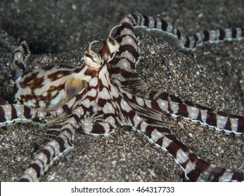 Mimic Octopus On Sand