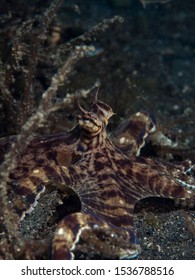 A Mimic Octopus On The Sandy Ocean Floor