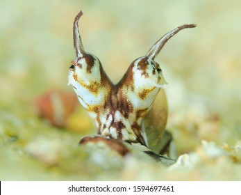 A Mimic Octopus In Sand