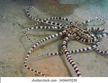  Mimic Octopus Sulawesi Indonesia Pacific