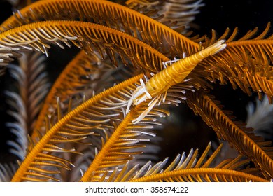 Mimicry Crinoid Shrimp On Crinoid.