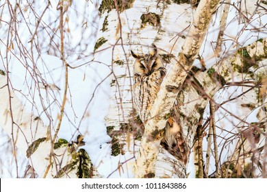 Mimicry Owl On The Background Of Birch