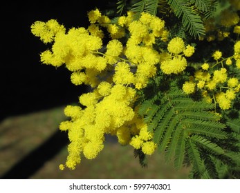 mimosa