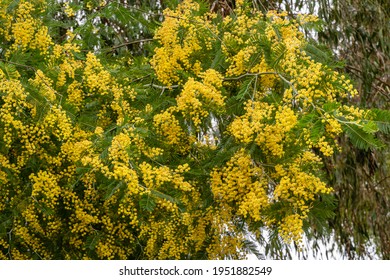 Silver Leaf Acacia Images Stock Photos Vectors Shutterstock