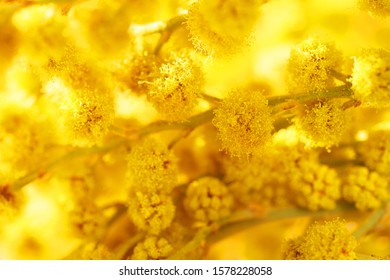 Mimosa, Acacia Dealbata Or Silver Wattle, Macro. Spring Yellow Mimosa Flowers. Flower Spring Background, 8 March, Easter, Sun Light