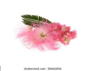 Silk Tree Flower Hd Stock Images Shutterstock