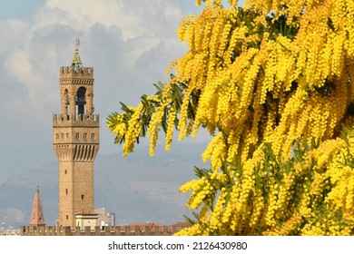 Mimosa in bloom at Michelangelo Square in Florence with the Tower of the Town Hall of Florence in the background. Italy