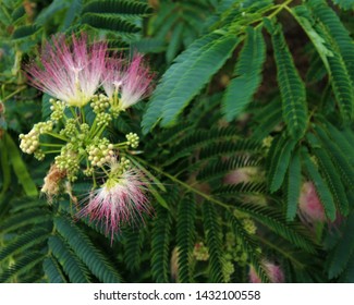 Mimosa Blossoms On A Tree In South Central Oklahoma