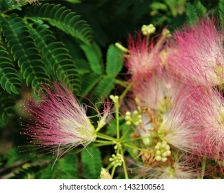 Mimosa Blossoms On A Tree In South Central Oklahoma