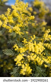 Mimosa Blossoms In Southern France In February